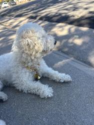Found/Stray Female Dog last seen 115th Ct & Birch Dr., Thornton, CO 80233