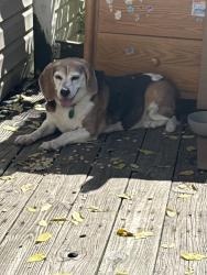 Reunited Female Dog last seen Parkwood ave, Pontiac, MI 48340