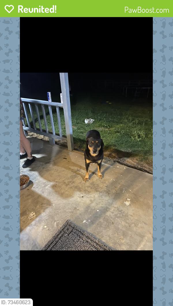 Reunited Male Dog last seen Near out side of lake Kiowa, Collinsville, TX 76233