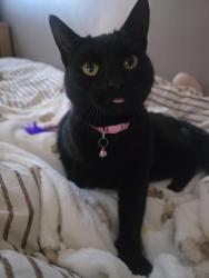 Lost Female Cat last seen Baucher road wigan wn3, Greater Manchester, England 