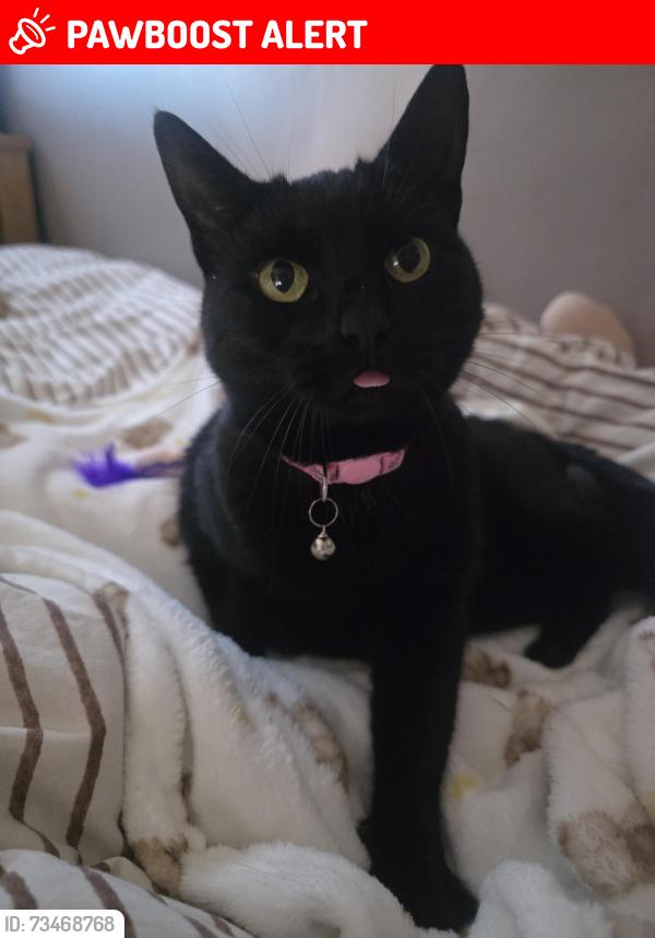 Lost Female Cat last seen Baucher road wigan wn3, Greater Manchester, England 