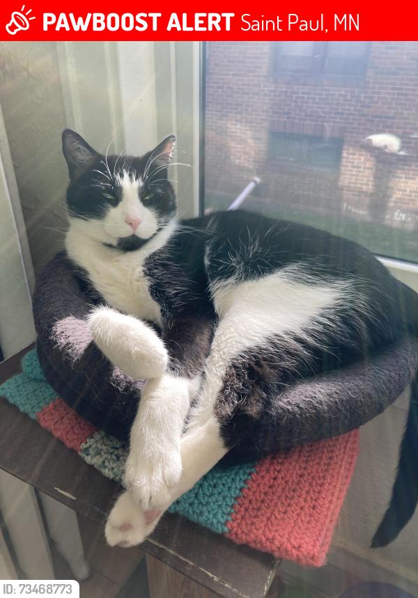 Lost Male Cat last seen ashland and milton, Saint Paul, MN 55104