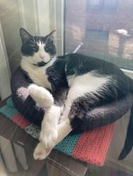 Lost Male Cat last seen ashland and milton, Saint Paul, MN 55104