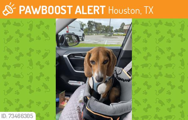 Found/Stray Unknown Dog last seen Westwood Village s community: 9200 block of Beechnut, between Gessner & Corporate, Houston, TX 77036