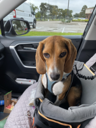 Found/Stray Unknown Dog last seen Westwood Village s community: 9200 block of Beechnut, between Gessner & Corporate, Houston, TX 77036