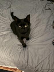 Reunited Male Cat last seen Wood Avenue, Edison, NJ 08820