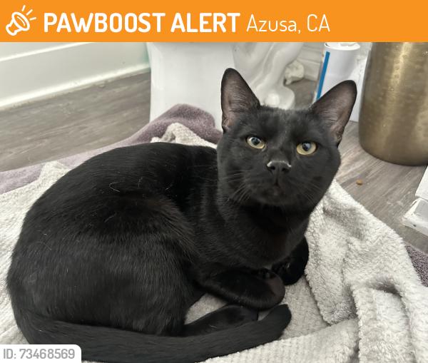 Found/Stray Male Cat last seen Azusa Greens Country Club, Azusa, CA 91702