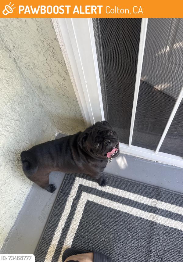 Found/Stray Male Dog last seen Colton High School, Colton, CA 92324