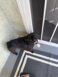 Found/Stray Male Dog last seen Colton High School, Colton, CA 92324