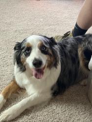 Lost Male Dog last seen near fairview crossroads/pineview, Leesville, SC 29070