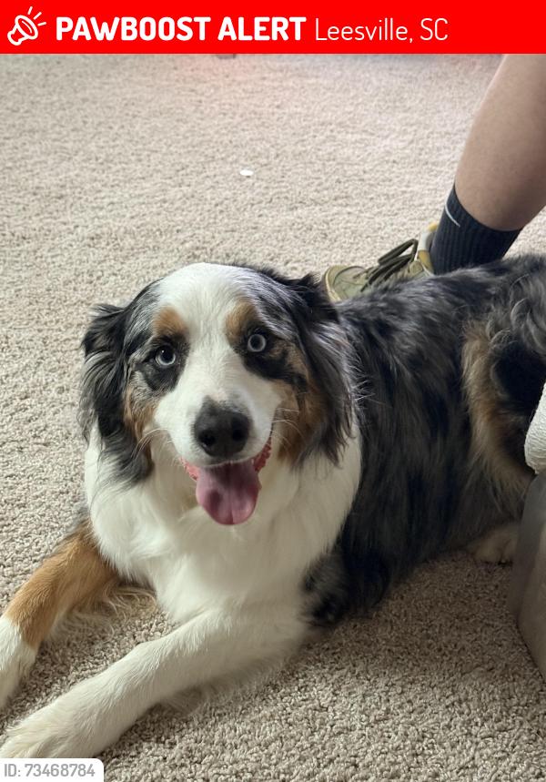 Lost Male Dog last seen near fairview crossroads/pineview, Leesville, SC 29070