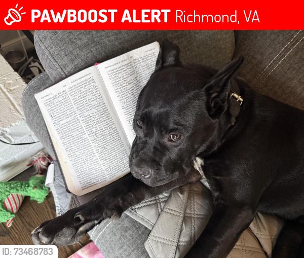 Lost Female Dog last seen Libbie and broad, Richmond, VA 23226