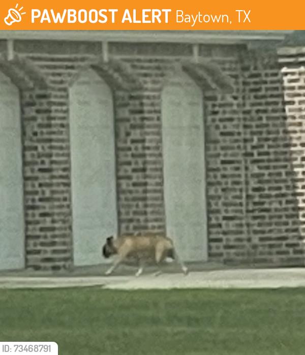 Found/Stray Unknown Dog last seen Independence blvd, Baytown, TX 77521