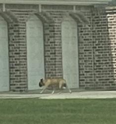 Found/Stray Unknown Dog last seen Independence blvd, Baytown, TX 77521