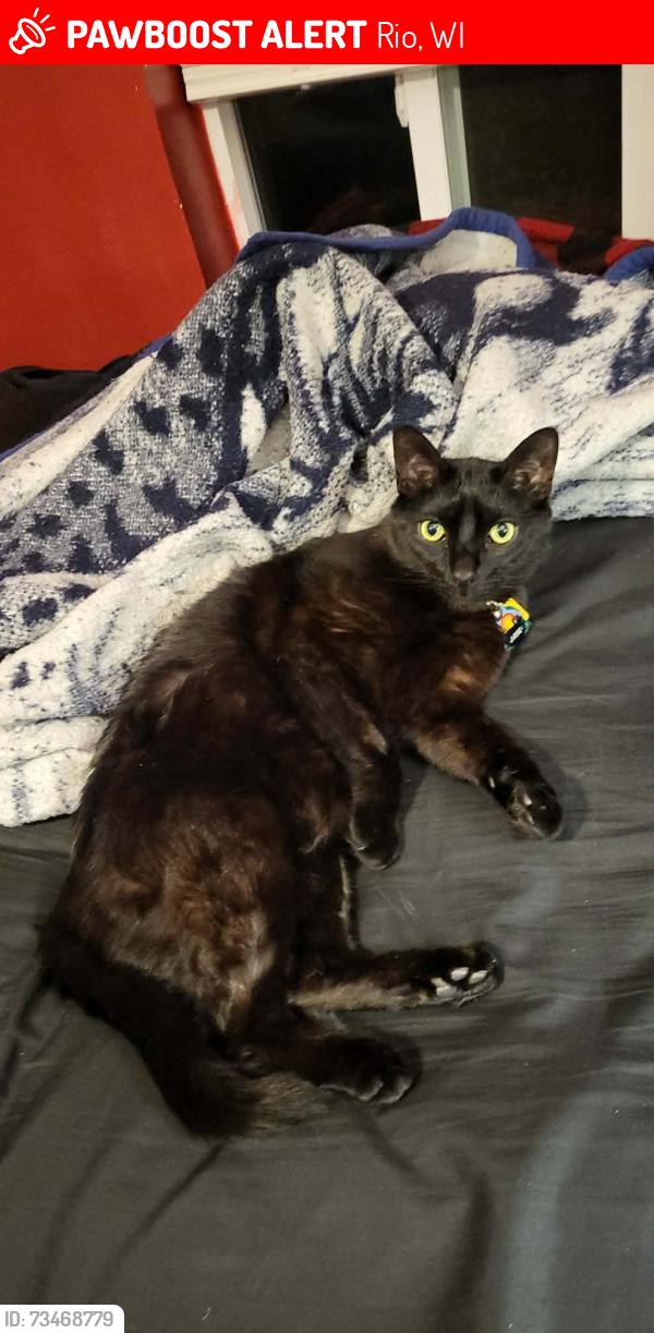 Lost Male Cat last seen Near block away from the Rio Fire Station, Rio, WI 53960