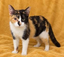 Shelter Stray Female Cat last seen Columbia, 1233 Mapleash Ave, Columbia, TN 38401, USA
