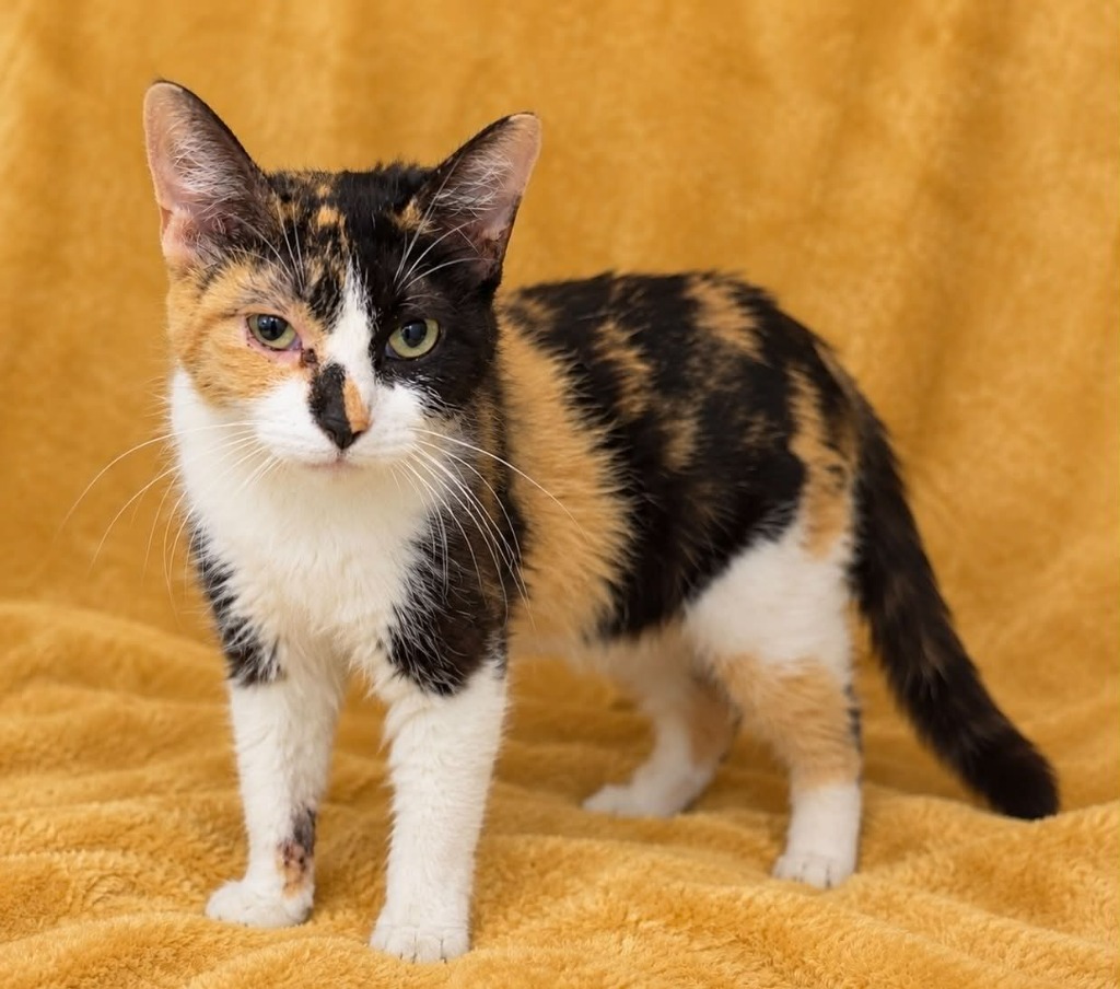 Shelter Stray Female Cat last seen Columbia, 1233 Mapleash Ave, Columbia, TN 38401, USA