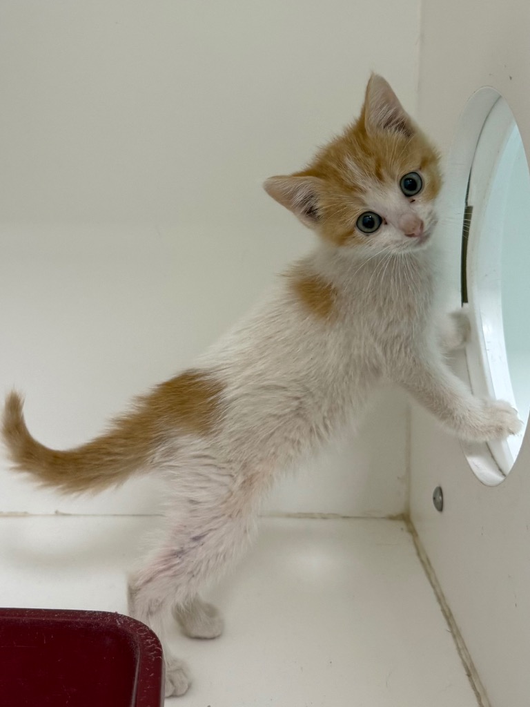 Shelter Stray Female Cat last seen Midwest City, 8485 E Reno Ave, Midwest City, OK 73110, USA