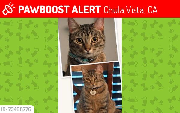 Lost Female Cat last seen Gayserville and Haglar Way, Chula Vista, CA 91913