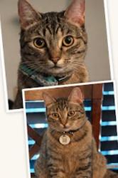 Lost Female Cat last seen Gayserville and Haglar Way, Chula Vista, CA 91913