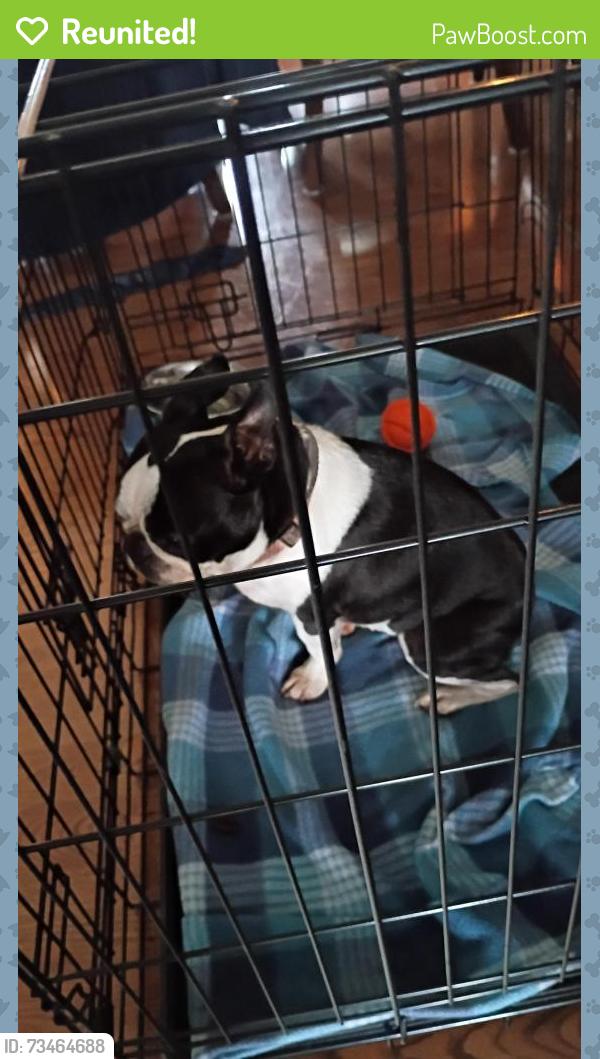 Reunited Female Dog last seen Crossroads Auction, Gratz, PA 17048