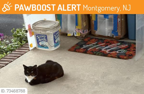 Found/Stray Unknown Cat last seen Sunset Rd & Elm, Montgomery, NJ 08558