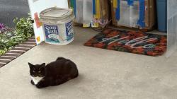 Found/Stray Unknown Cat last seen Sunset Rd & Elm, Montgomery, NJ 08558