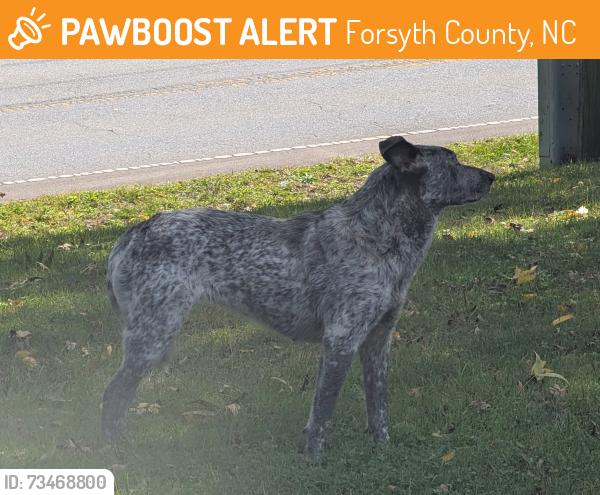 Found/Stray Unknown Dog last seen Stanleyville and Germanton, Forsyth County, NC 27045