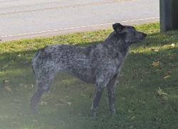 Found/Stray Unknown Dog last seen Stanleyville and Germanton, Forsyth County, NC 27045
