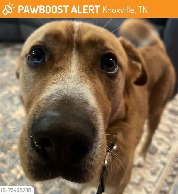 Found/Stray Male Dog last seen W Kings Way, Kingston Pike, near West Bearden Veterinary hosp., Knoxville, TN 37923