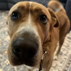 Found/Stray Male Dog last seen W Kings Way, Kingston Pike, near West Bearden Veterinary hosp., Knoxville, TN 37923