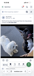 Reunited Unknown Dog last seen Saunders ave, Bridgeport, CT 06606