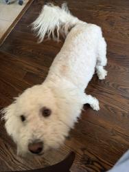 Reunited Female Dog last seen Merril st & Silver Ave, San Francisco, CA 94134