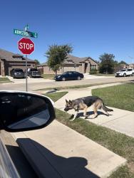 Reunited Female Dog last seen Empire st and Armstrong in Windsor oaks, Denton, TX 76209