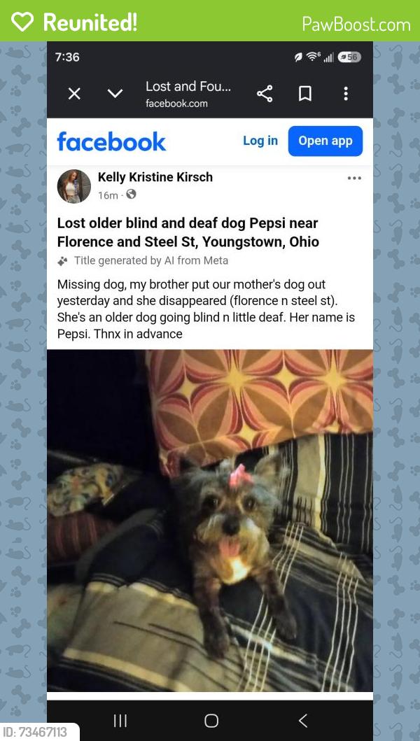 Reunited Female Dog last seen Florence ave, steel street Westside youngstown, Youngstown, OH 44509