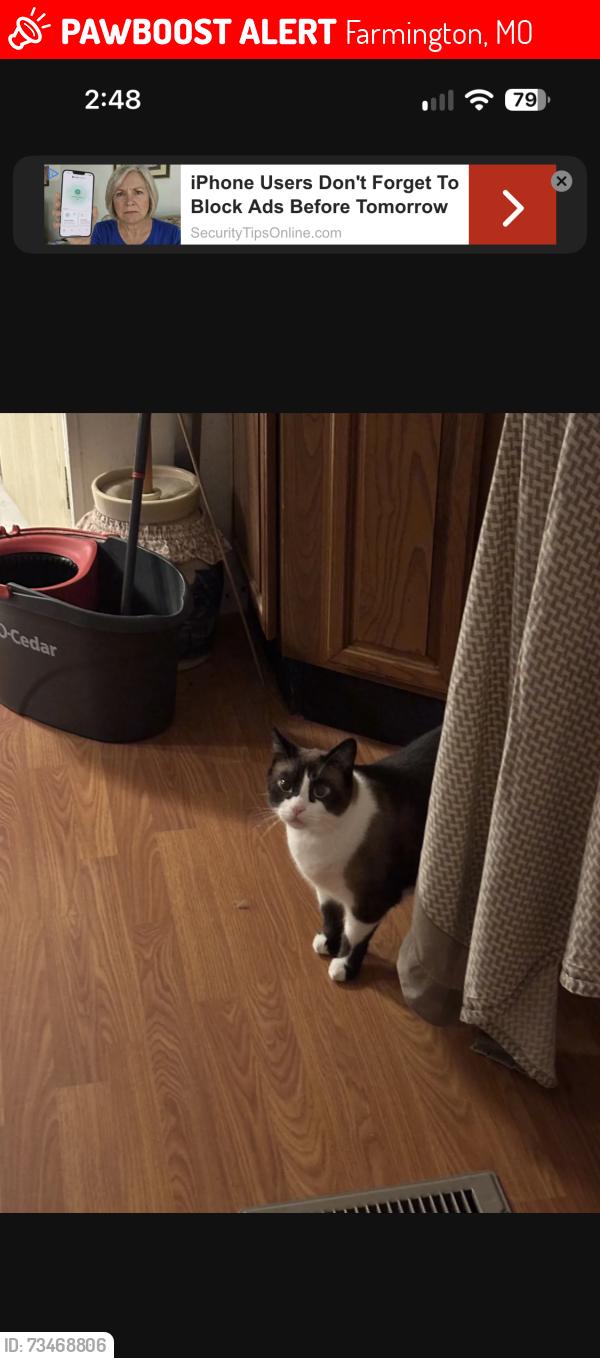 Lost Male Cat last seen Near Brightstone Road, Farmington, MO 63640