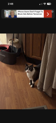 Lost Male Cat last seen Near Brightstone Road, Farmington, MO 63640