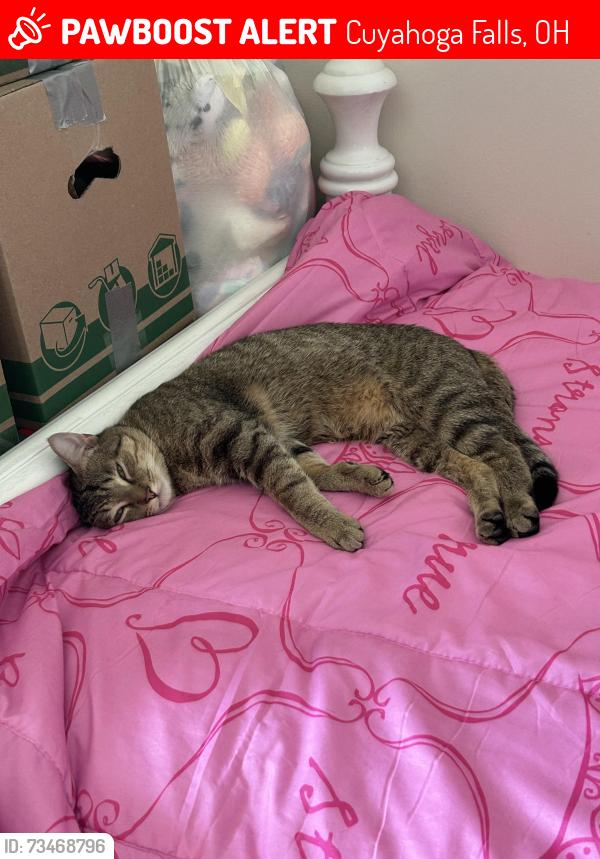 Lost Male Cat last seen Oakwood and Bailey rd, Cuyahoga Falls, OH 44221