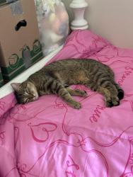 Lost Male Cat last seen Oakwood and Bailey rd, Cuyahoga Falls, OH 44221