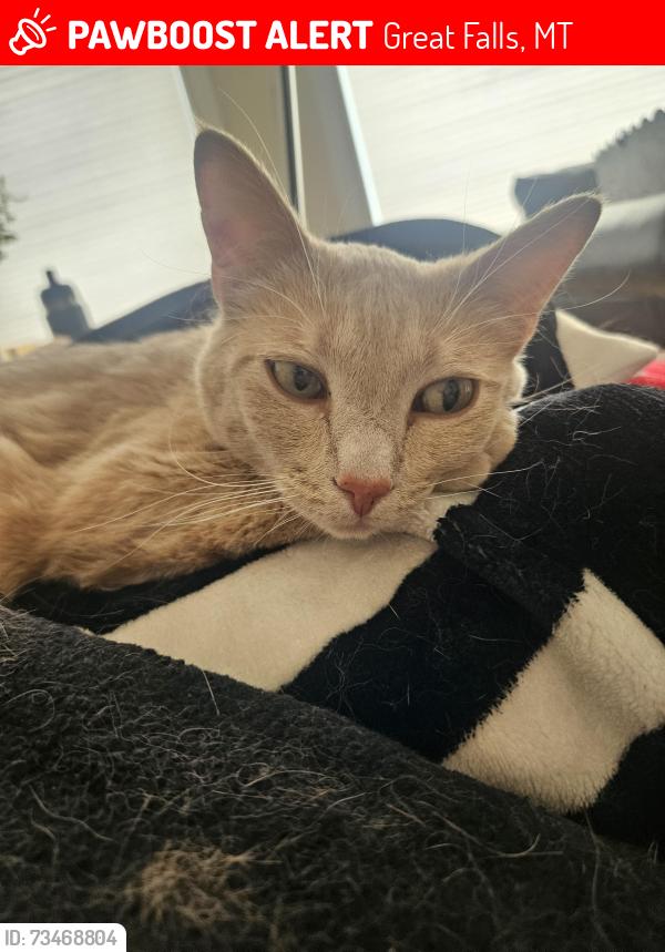 Lost Female Cat last seen Foothills Ranch, Great Falls, MT 59405