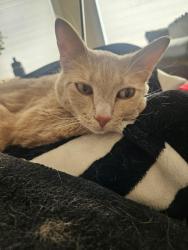 Lost Female Cat last seen Foothills Ranch, Great Falls, MT 59405