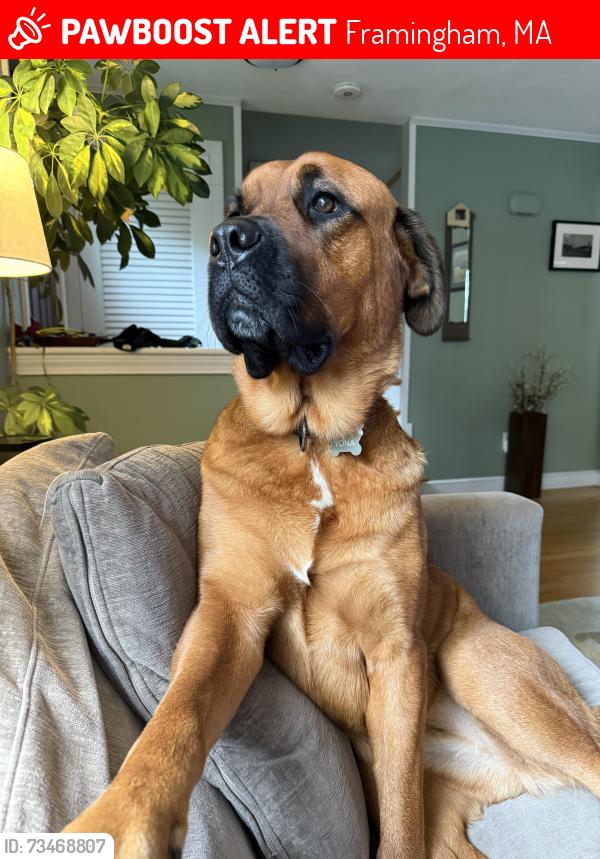 Lost Female Dog last seen Foss Reservoir and Old Worcester Road, Framingham, MA 01701