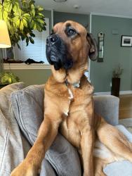 Lost Female Dog last seen Foss Reservoir and Old Worcester Road, Framingham, MA 01701