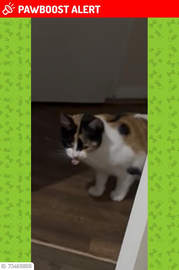 Lost Female Cat last seen John silkin lane, Greater London, England SE8 5BE