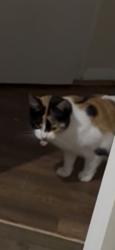 Lost Female Cat last seen John silkin lane, Greater London, England SE8 5BE