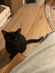 Found/Stray Male Cat last seen Osborn and 22nd Street 86016, Phoenix, AZ 85016