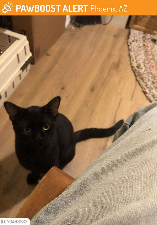 Found/Stray Male Cat last seen Osborn and 22nd Street 86016, Phoenix, AZ 85016