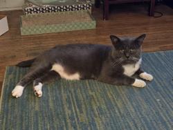 Reunited Male Cat last seen McConnell Boulevard los angeles 90066, Los Angeles, CA 90066