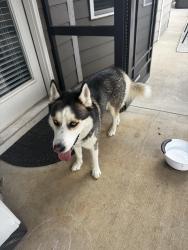 Found/Stray Male Dog last seen DeYoung Rd, Abner Creek, Abner Creek Elementary, Greer, SC 29651