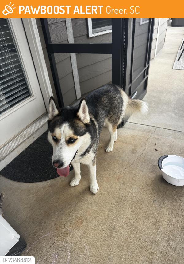 Found/Stray Male Dog last seen DeYoung Rd, Abner Creek, Abner Creek Elementary, Greer, SC 29651